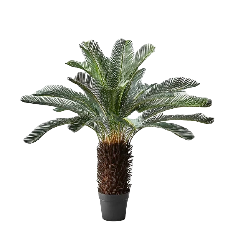 Cycad palm (1)