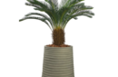 cycad palm-2