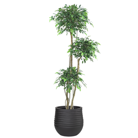 Ficus Topiary Tree