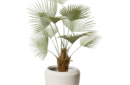 silver fan palm 450