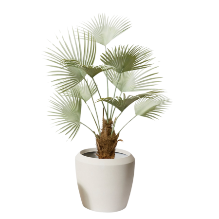 silver fan palm 450