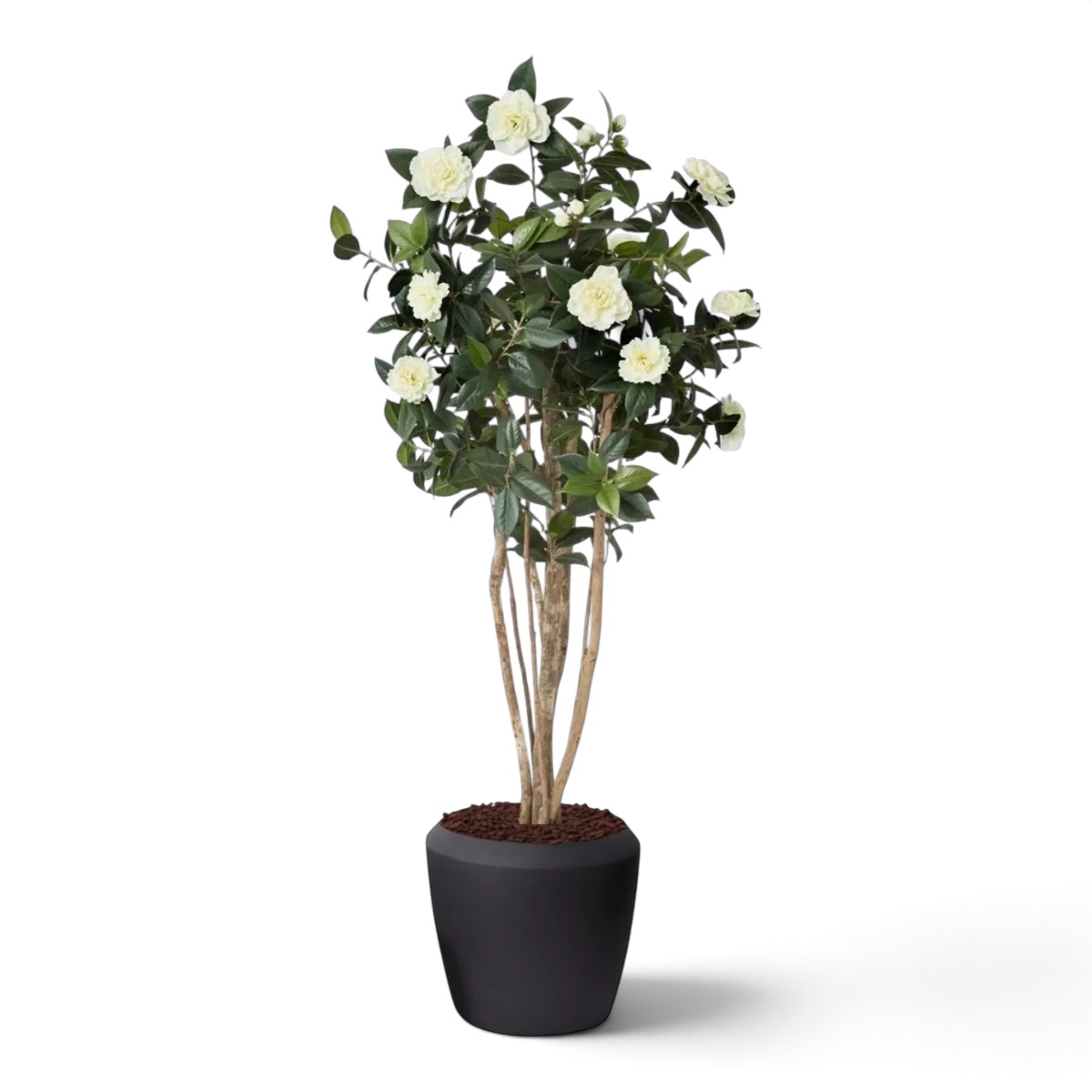 Camellia Tree 1.7