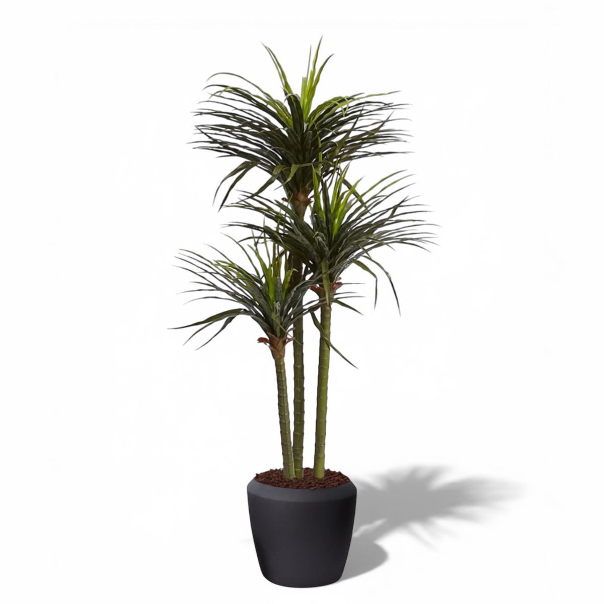 Dracaena Grass Tree – Two Sizes (Outdoor Friendly)