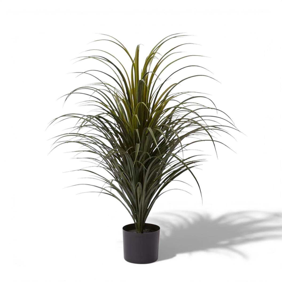Dracaena Grass 50cm