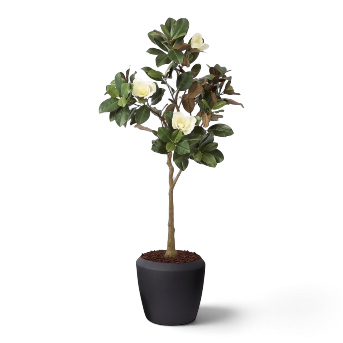 Magnolia Tree 1.7