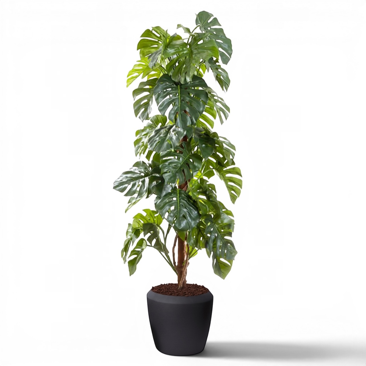 Monstera Tree 1.5, 1.8 & 2.2