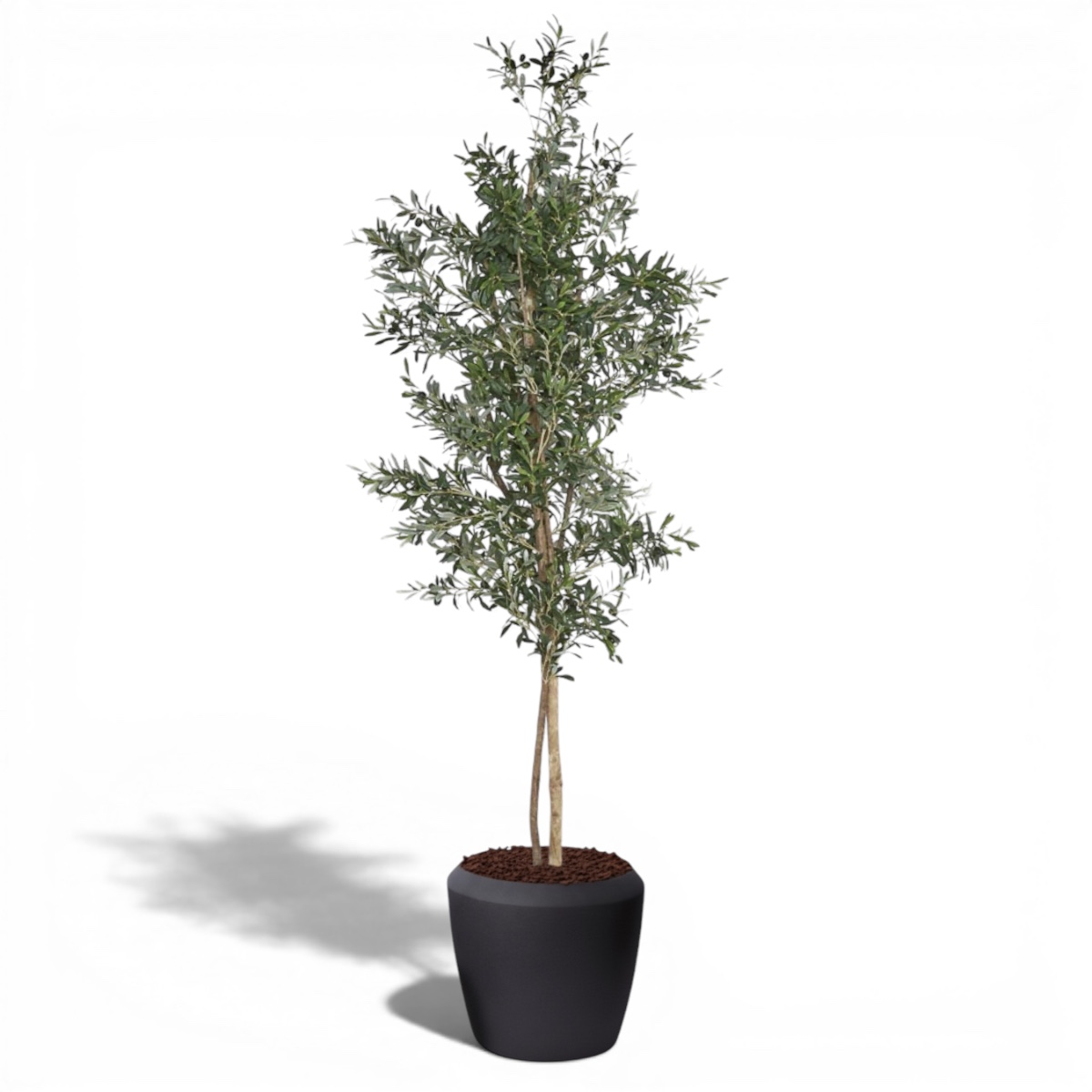 Olive Tree 1.8 and 2.0