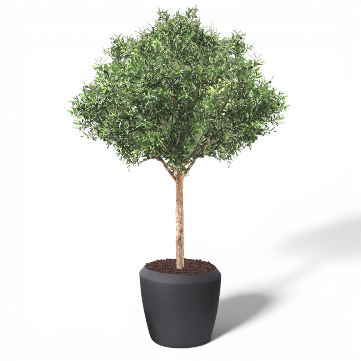 Olive Tree 2.5