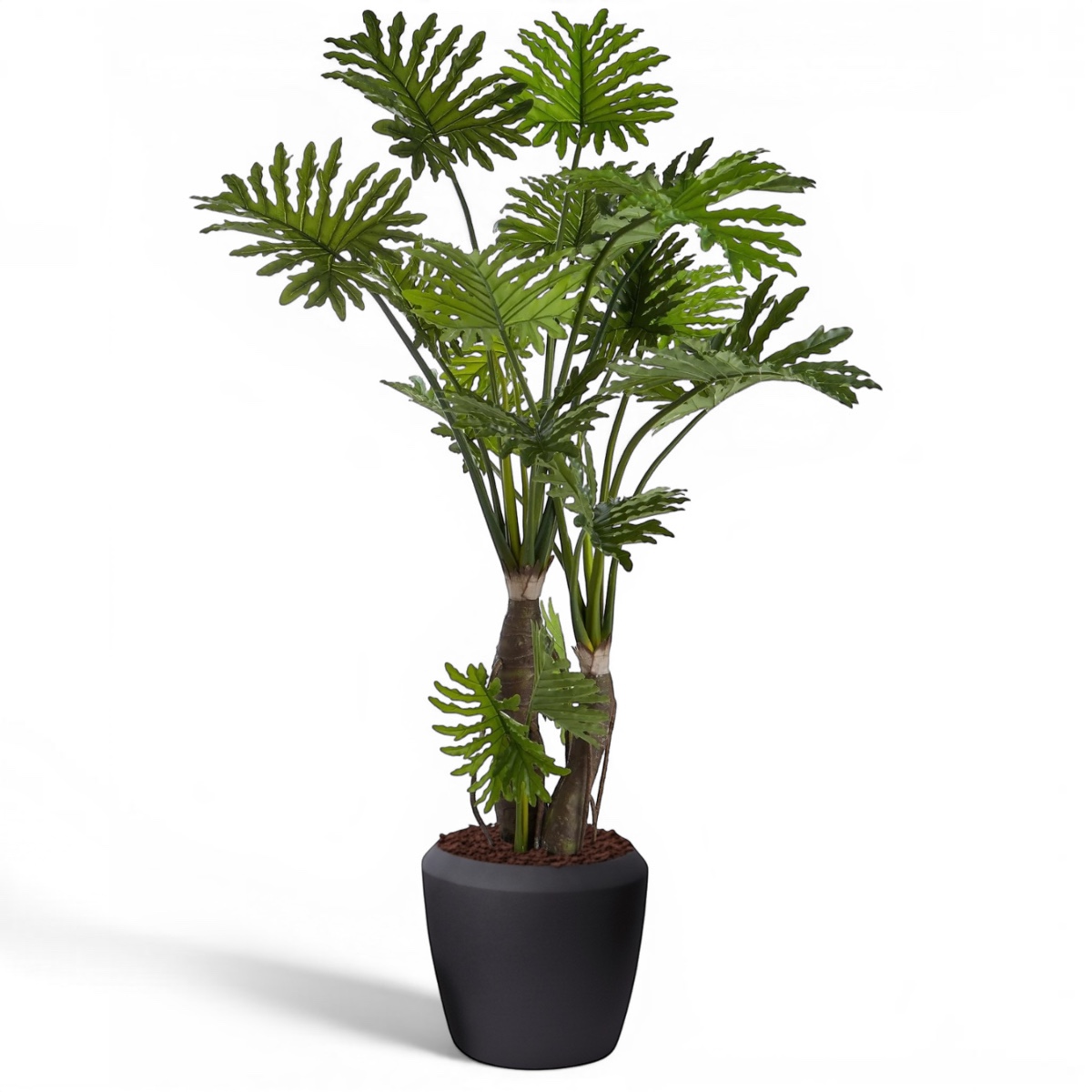 Philodendron Tree 1.8