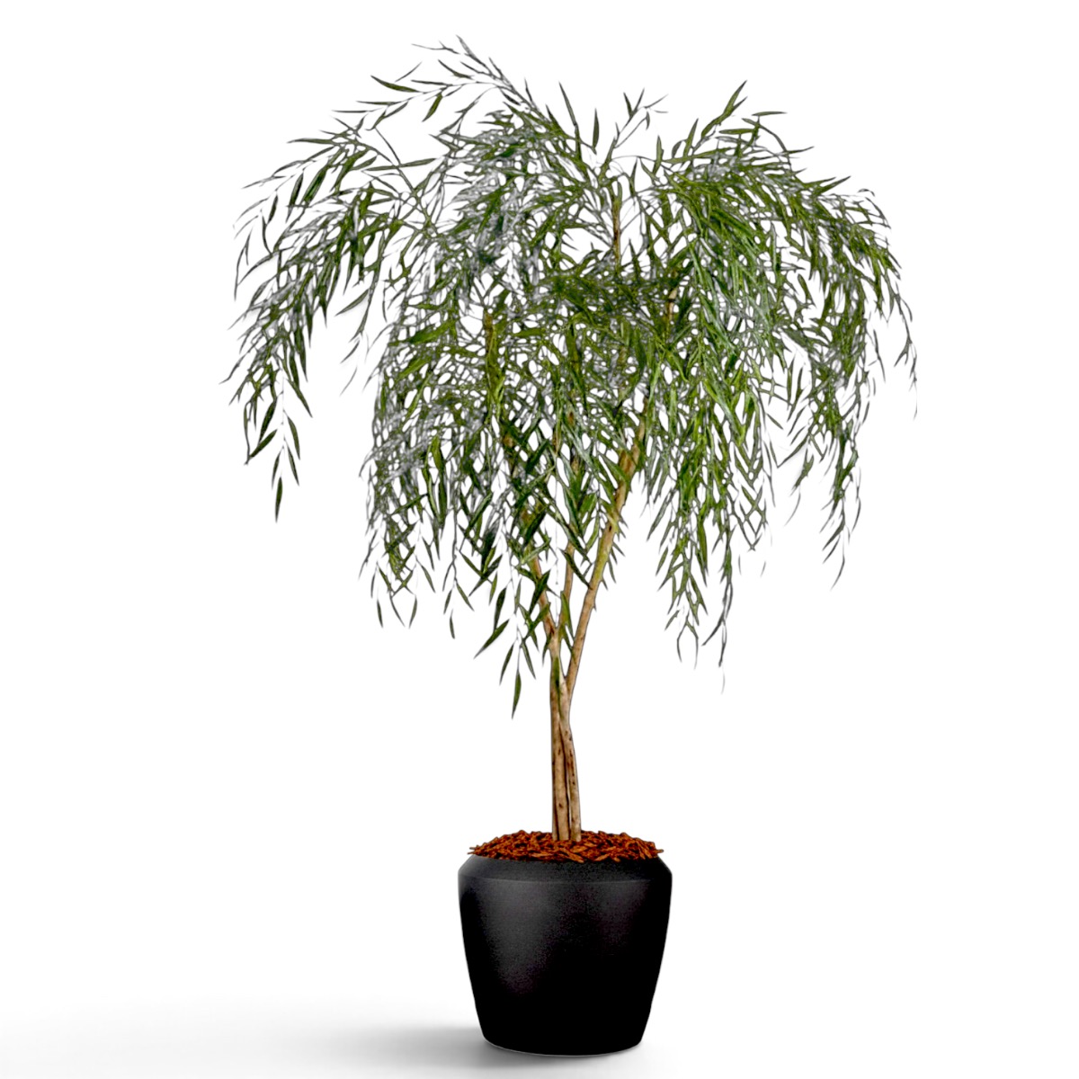 Willow tree 2.0