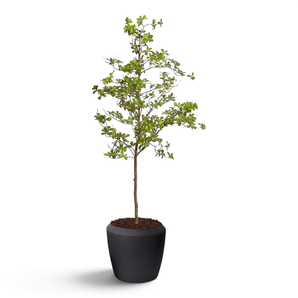 Olive Tree 2.0