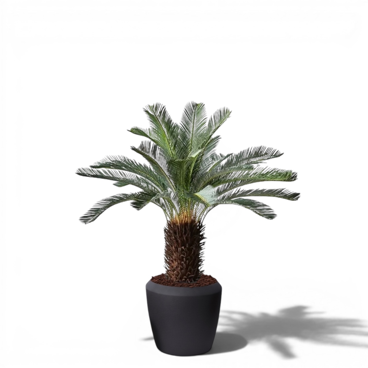 Cycad Palm 1.1