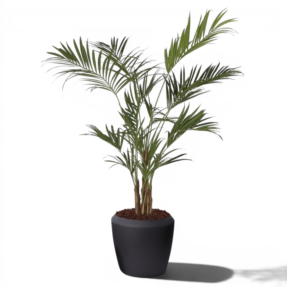 Kentia Palm 2.2